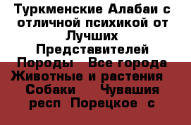 Туркменские Алабаи с отличной психикой от Лучших Представителей Породы - Все города Животные и растения » Собаки   . Чувашия респ.,Порецкое. с.